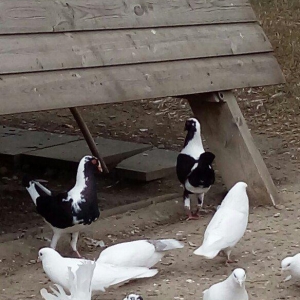 polsa cinsidi cutduler yer yigirlar yumurtaya.tam saglamdilar.