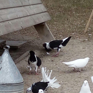 polsa cinsidi cutduler yer yigirlar yumurtaya.tam saglamdilar.