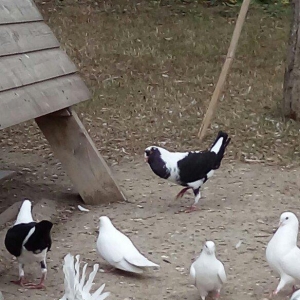 polsa cinsidi cutduler yer yigirlar yumurtaya.tam saglamdilar.