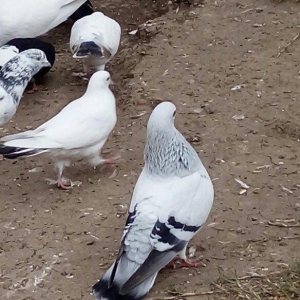 takladi turk qusudu erkeydi