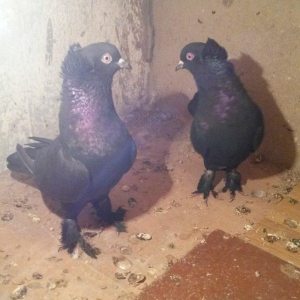 təmiz qaralar hazır cutdulər badam lələk kəkilli erkek 16 tuk cutu 30