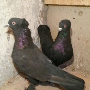 təmiz qaralar hazır cutdulər badam lələk kəkilli erkek 16 tuk cutu 30