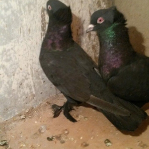 təmiz qaralar hazır cutdulər badam lələk kəkilli erkek 16 tuk cutu 30