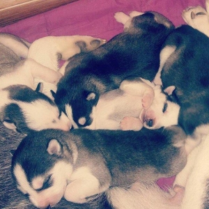 Haski balasi yeni dogulub satilir. Temiz qandi, yoxlatdira bilersiz. T