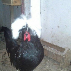 Rahibə cücələri satıram. təmiz arginal cinslərdi. Qiyməti son qiymət y