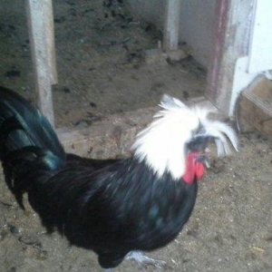 Rahibə cücələri satıram. təmiz arginal cinslərdi. Qiyməti son qiymət y