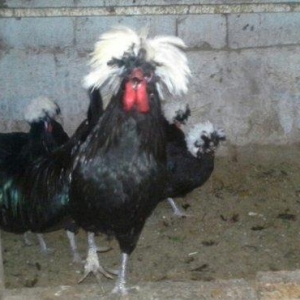 Rahibə cücələri satıram. təmiz arginal cinslərdi. Qiyməti son qiymət y