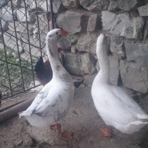 2 dene qaz satiram.2 i 60 manat.sort qqzlardi.