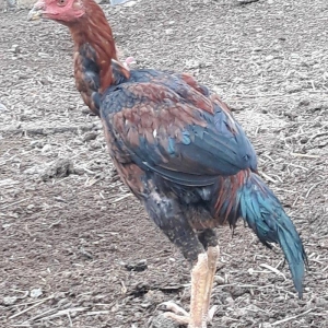 salam ! cuper cinsdi 6 ayina girib hele hecne qanmir  gence daxili cat