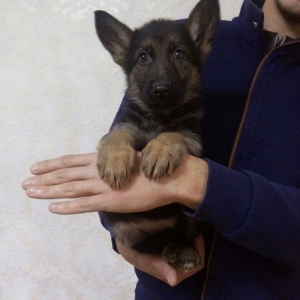 45 günlük dişi ovçarka balası satıram. Qurd dərmanı verilib, puppy