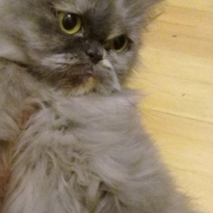 Персидская кошка 2 года. Дав