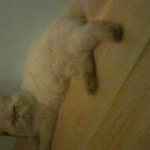 Persidskiy kot, 2 goda, cisto porodniy. Tolko xoro