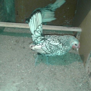 sibrayt bir cüt qızılı bir cüt gümüşü hal hazırda yumurtalayırlar.