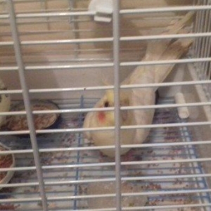 qefes ve aksesuarları .2 karella 1 erkek ve 1 disi  satılır