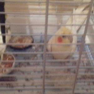 qefes ve aksesuarları .2 karella 1 erkek ve 1 disi  satılır