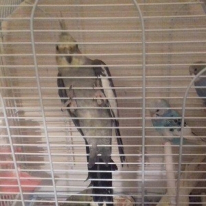 qefes ve aksesuarları .2 karella 1 erkek ve 1 disi  satılır