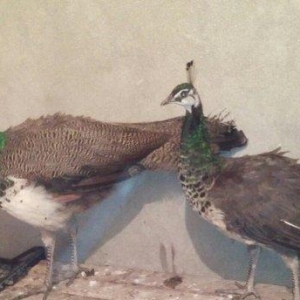 tovuzqusu satılır. fere xoruz illik. qiymet sondur. qiymete göre narah