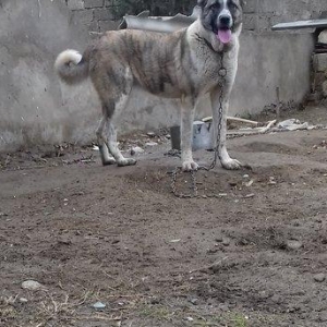 Temiz sort coban iti 1yas 3ayliqdi qanciqdi.Cox agilli itdi ..Iwle