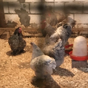 12 eded temiz brama satiram 1 illikdiler 1 biri 80 azn