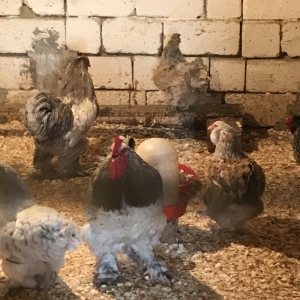 12 eded temiz brama satiram 1 illikdiler 1 biri 80 azn