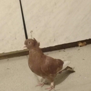 qirmizi kekilli her iki qenedi ag.ucmagina soz yox