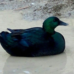 orginal kayuqa ordeyi ( xamelyon) isdeyen buyursun