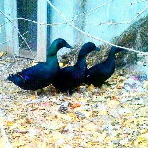 orginal kayuqa ordeyi ( xamelyon) isdeyen buyursun.2fere 1xoruz 450 az