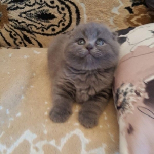 Скотиш-фолд, 1 месяц котенку