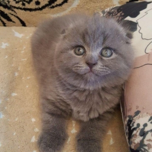 Скотиш-фолд, 1 месяц котенку, мальчик. В наличии один котенок . К