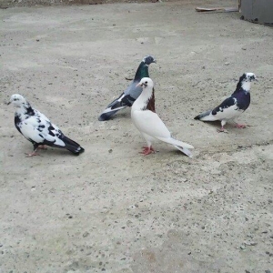 4 denen quwdu.4 u 15 azn.qirmizi boynugullu Erkek.