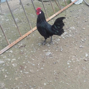 yaxsi yaponka xoruzu satilir yaxsi sortdu