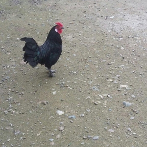 yaxsi yaponka xoruzu satilir yaxsi sortdu