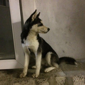 Salam temiz qan huski satılır dişidi 4 ay yarı