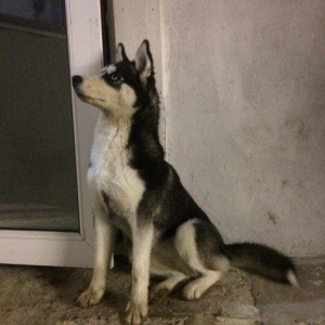 Salam temiz qan huski satılır dişidi 4 ay yarımdı iyne dermanları