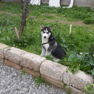 Salam temiz qan huski satılır dişidi 4 ay yarımdı iyne dermanları