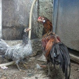 7 aylig 1 cut Sumatra  vaksinləri vurulub tam saglam vəziyyətdədir