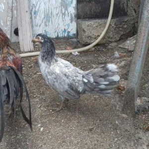 7 aylig 1 cut Sumatra  vaksinləri vurulub tam saglam vəziyyətdədir