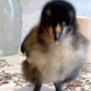 Brama cuceler var 10-15-20  gunluk.7-8 manat.VATCAP VAR.40-50 gunluk