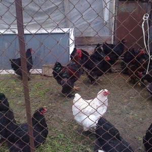 Brama cuceler var 10-15-20  gunluk.7-8 manat.VATCAP VAR.40-50 gunluk