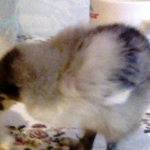 Brama cuceler var 10-15-20  gunluk.7-8 manat.VATCAP VAR.40-50 gunluk