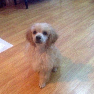 Toy pudel, erkəkdi , 2 aylıq. Ağıllı itdi, tam sağlamdır, iynələri