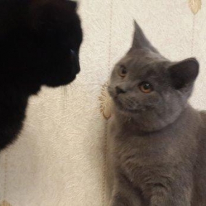 продаётся британский котёнок девочка возраст 4 месяца здоровая и