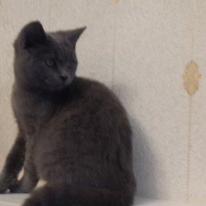 продаётся британский котёнок девочка возраст 4 месяца здоровая и