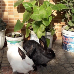 Dovşanlar satılır, 20-25 AZN arası Velikan nö