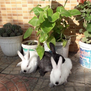 Dovşanlar satılır, 20-25 AZN arası Velikan növü. Qiymətlər ayına görə