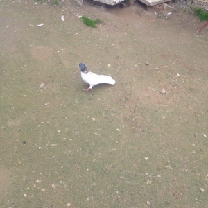 Cox hundur uzun 15 tuk hacaquyrug erkeydi tam saglamdi qiymetde razila