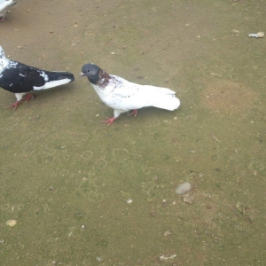 Cox hundur uzun 15 tuk hacaquyrug erkeydi tam saglamdi qiymetde razila