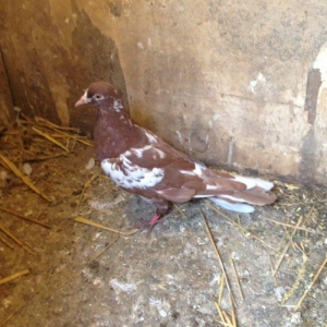 Iran cili mayadi cavandi tuleydedi tam saglamdi wasap var yalniz ciddi