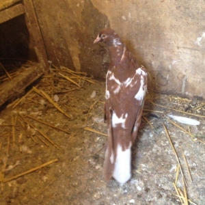 Iran cili mayadi cavandi tuleydedi tam saglamdi wasap var yalniz ciddi