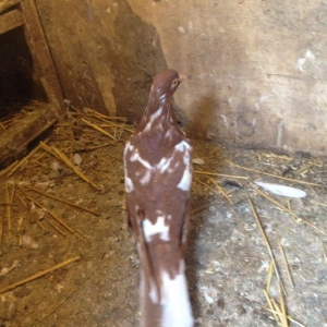 Iran cili mayadi cavandi tuleydedi tam saglamdi wasap var yalniz ciddi